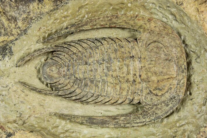 Early Cambrian Trilobite (Perrector) - Tazemmourt, Morocco #252087